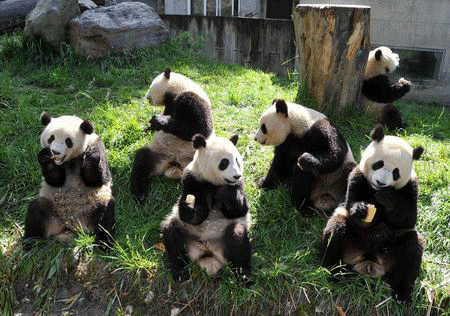 Little Pandas Bifengxia Panda Sanctuary