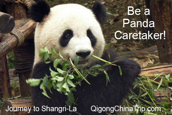 Be a Panda Caretaker